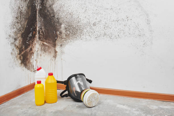 Best Commercial Mold Removal  in Kettle Falls, WA