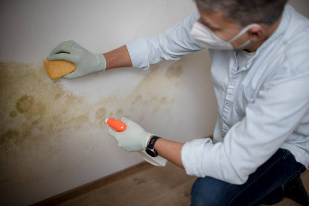 Best Emergency Mold Removal  in Kettle Falls, WA