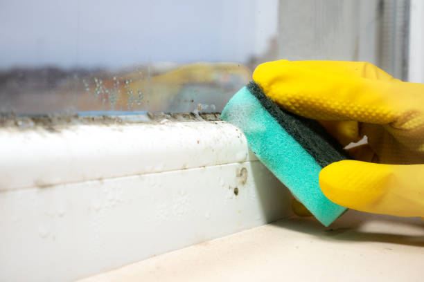 Best Mold Removal Specialists  in Kettle Falls, WA