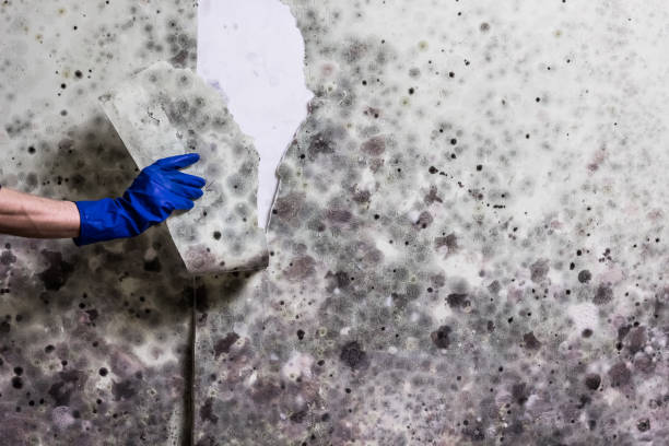 Best Mold Removal Company Near Me  in Kettle Falls, WA