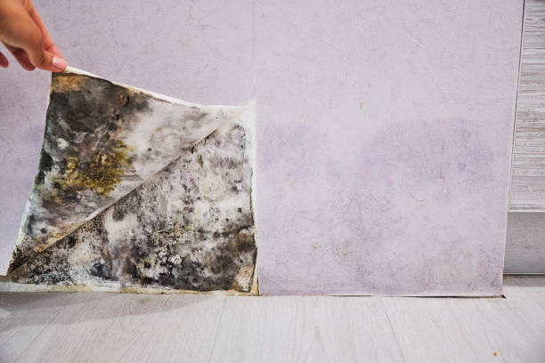 Best Mold Remediation  in Kettle Falls, WA